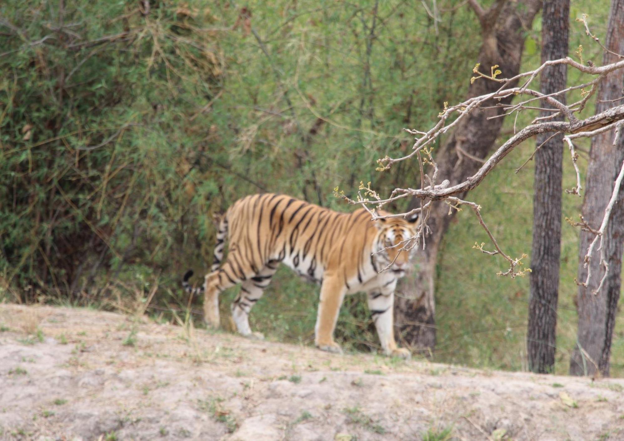 Tiger Tops Karnali Lodge バルディヤ エクステリア 写真