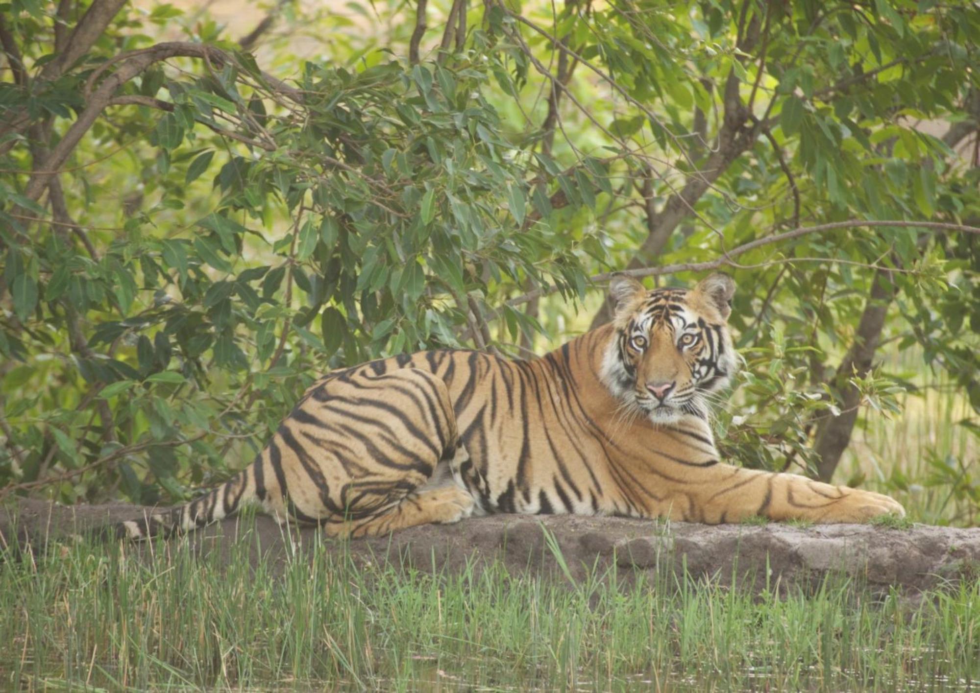 Tiger Tops Karnali Lodge バルディヤ エクステリア 写真