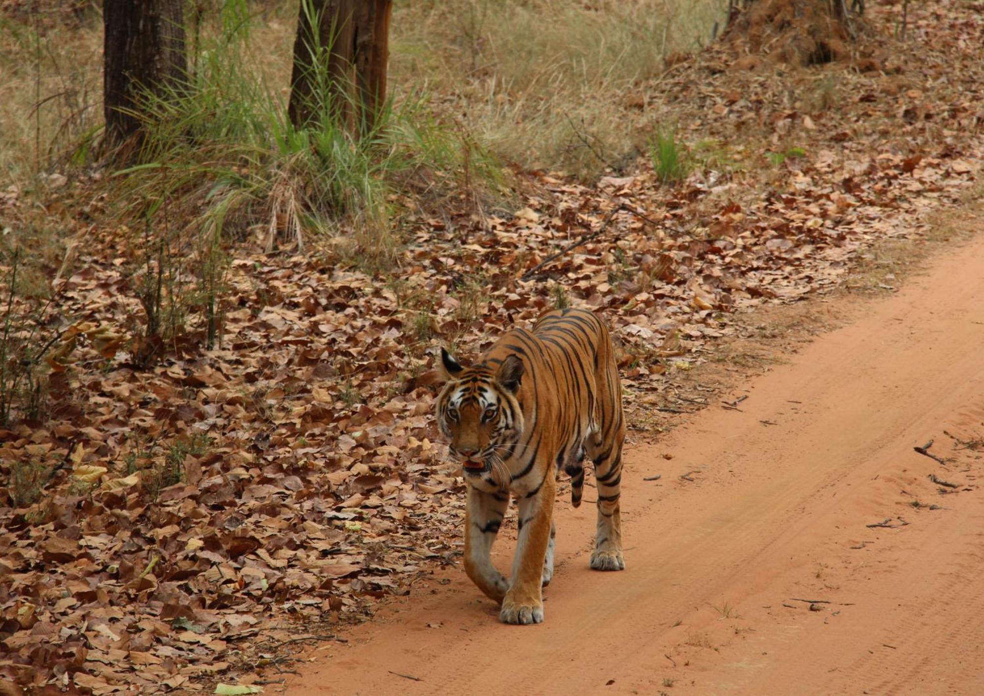 Tiger Tops Karnali Lodge バルディヤ エクステリア 写真