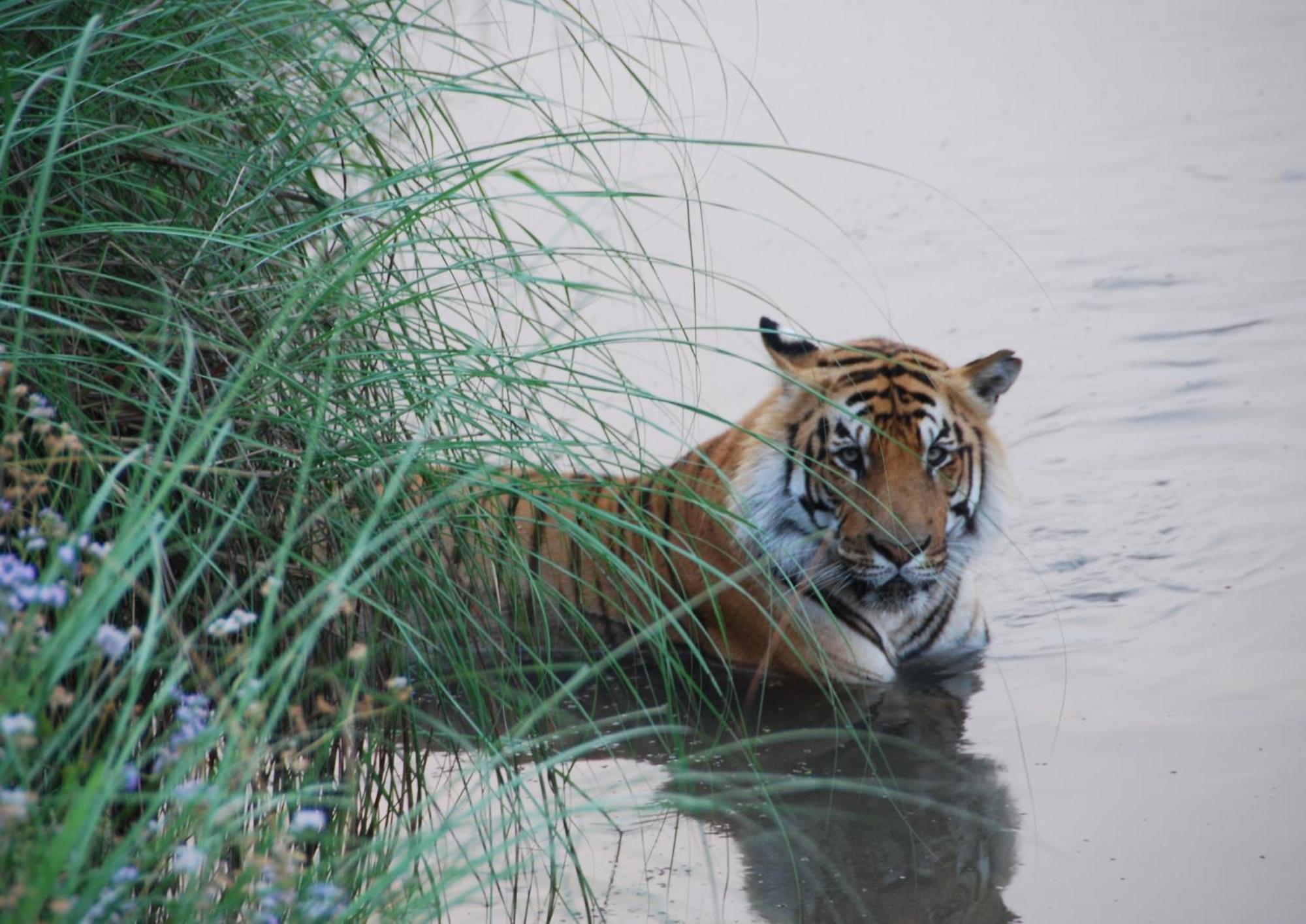 Tiger Tops Karnali Lodge バルディヤ エクステリア 写真