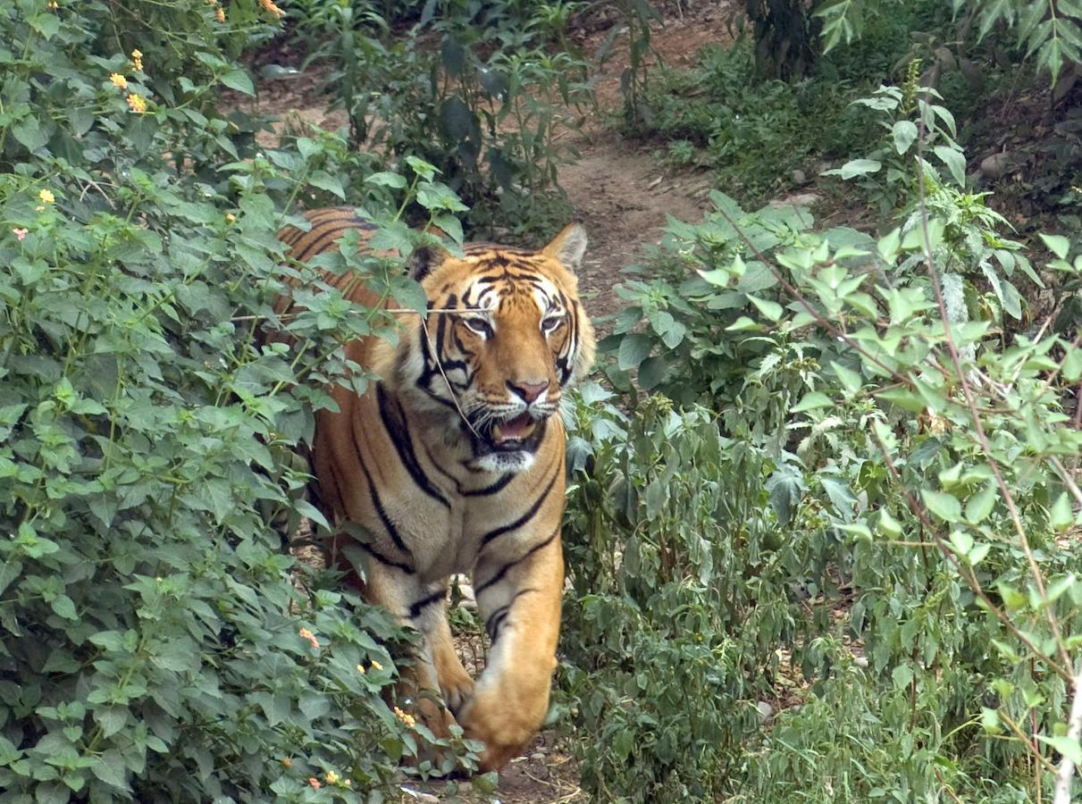 Tiger Tops Karnali Lodge バルディヤ エクステリア 写真