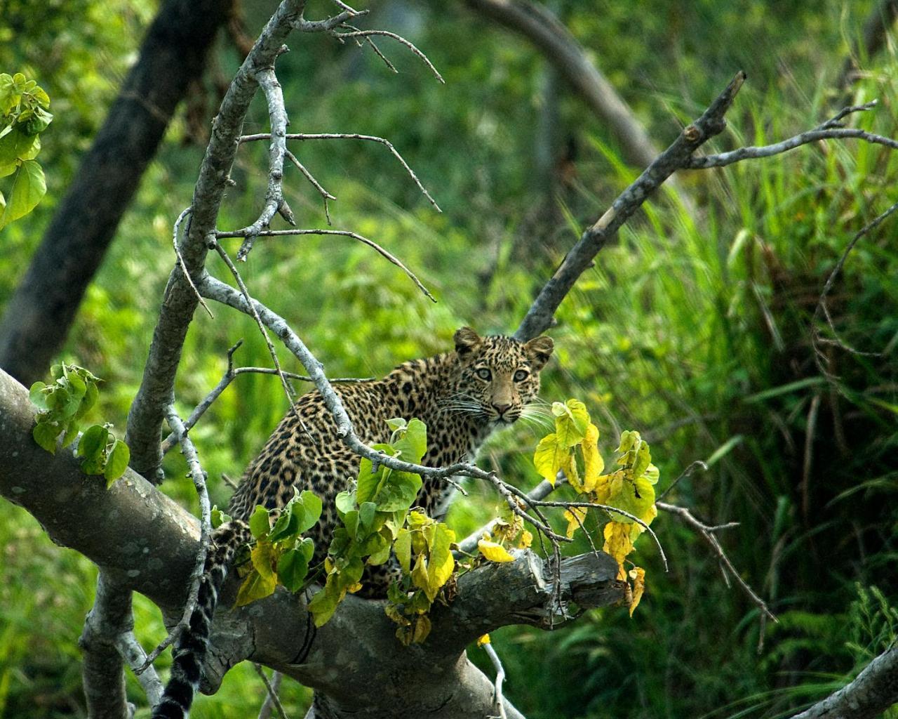 Tiger Tops Karnali Lodge バルディヤ エクステリア 写真