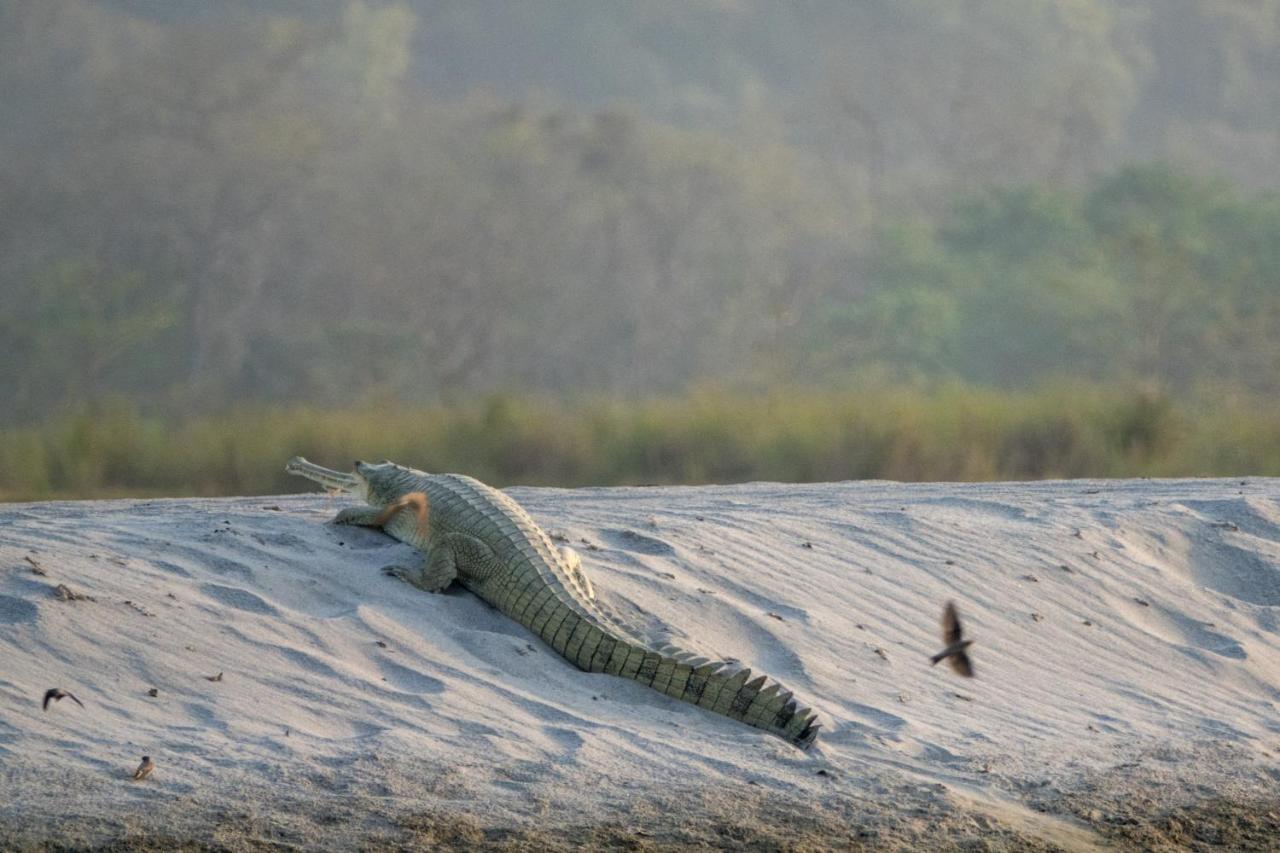 Tiger Tops Karnali Lodge バルディヤ エクステリア 写真