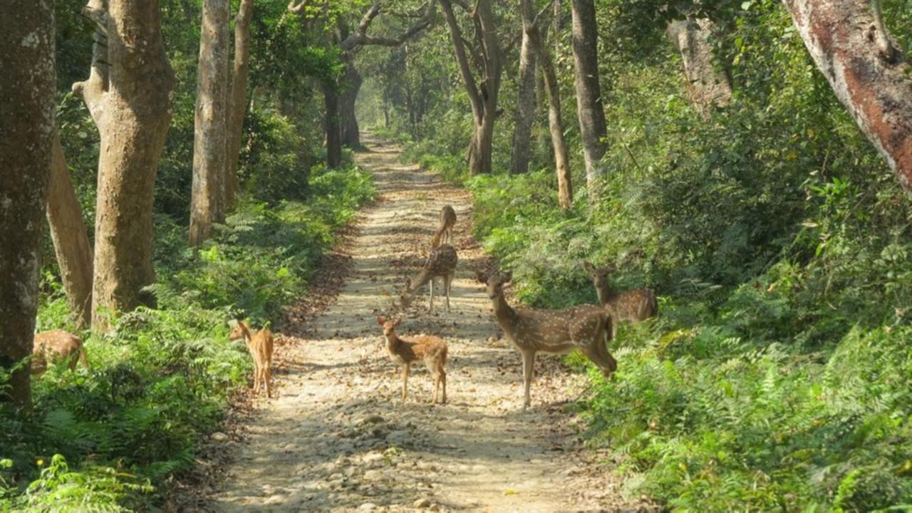 Tiger Tops Karnali Lodge バルディヤ エクステリア 写真